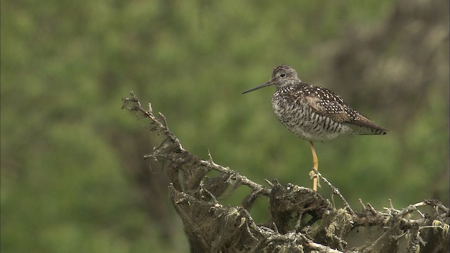  - Greater Yellowlegs