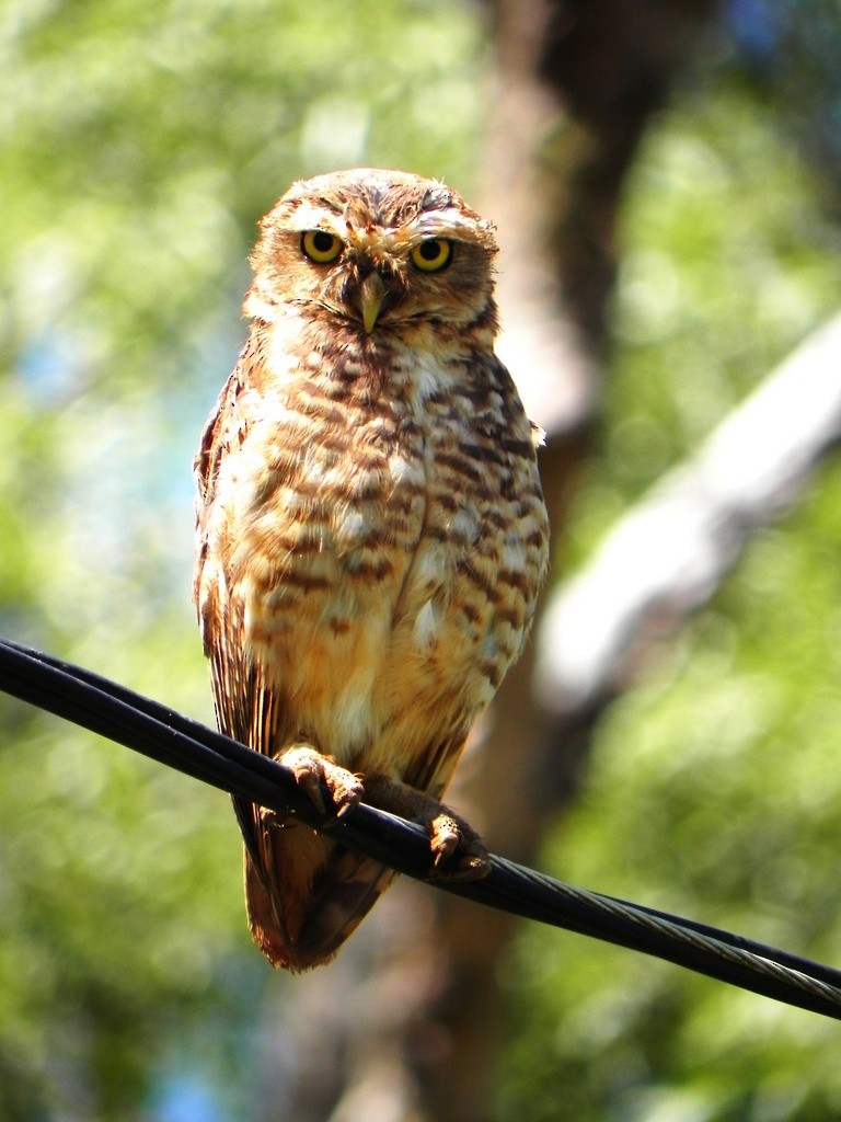Burrowing Owl - ML46350841