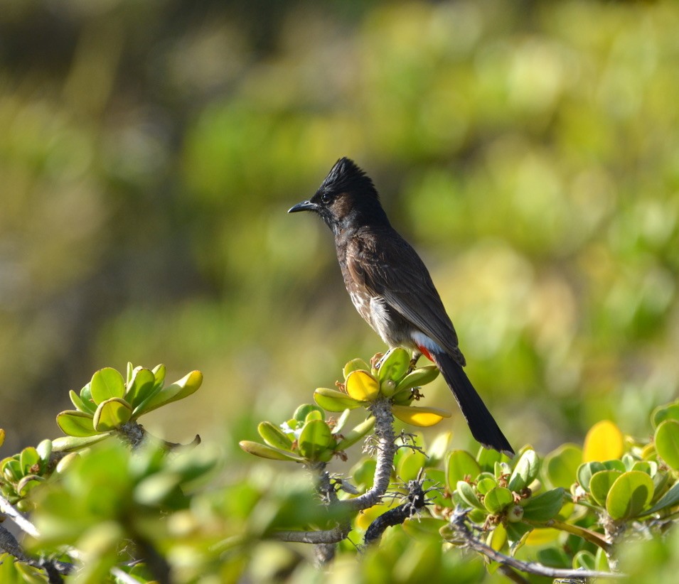 Red-vented Bulbul - ML463512941