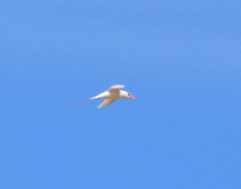 Red-tailed Tropicbird - ML463513371