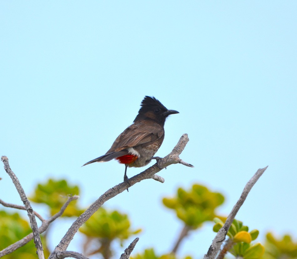 Red-vented Bulbul - ML463513561