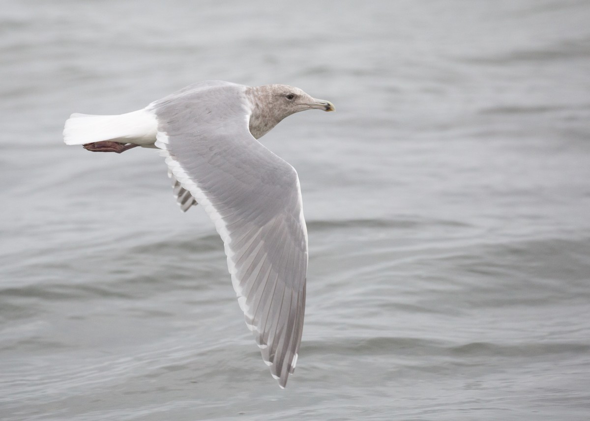 Glaucous-winged Gull - Darren Clark