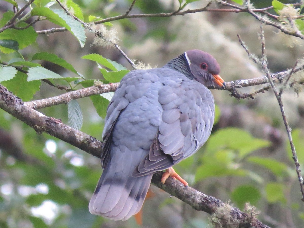 Band-tailed Pigeon - Alex Soldo