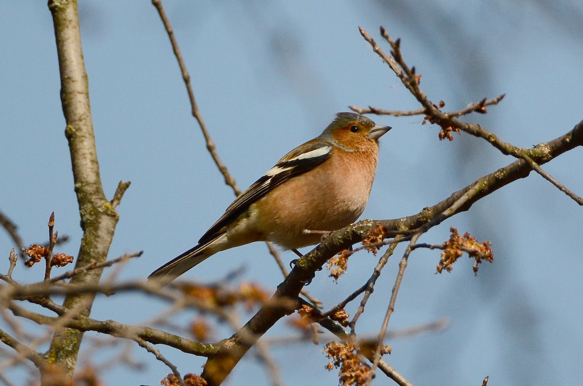 ML463519821 Common Chaffinch Macaulay Library