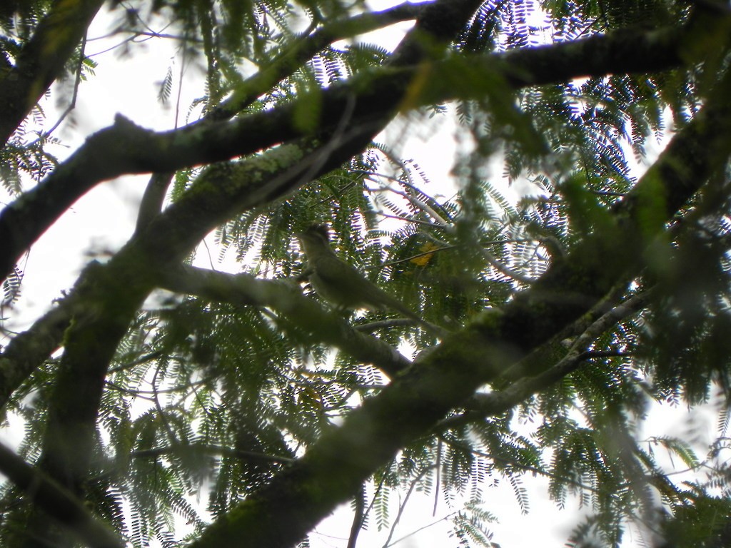 Striped Cuckoo - Helbert Noventa