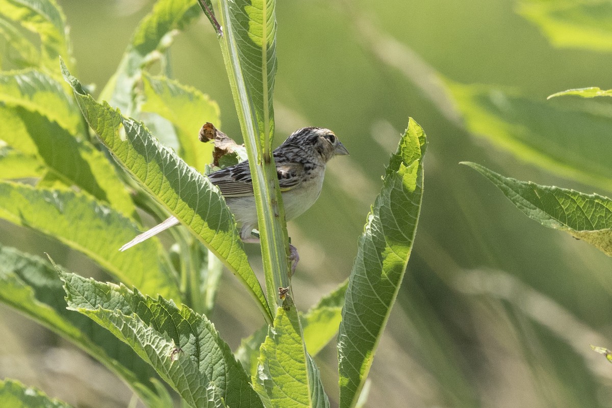 Grasshopper Sparrow - ML463534291