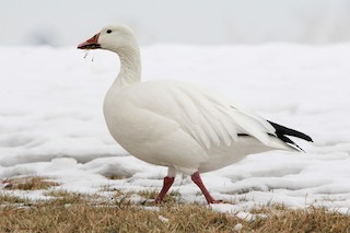 Snow Goose, ML46353761