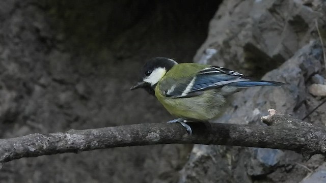Green-backed Tit - ML463539371