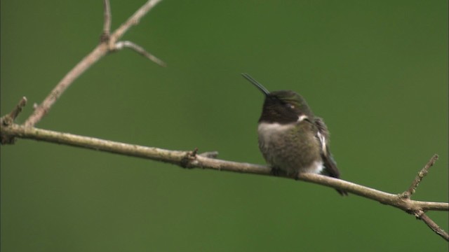 Ruby-throated Hummingbird - ML463540