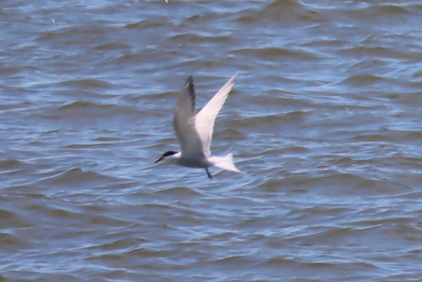 Common Tern - ML463540321