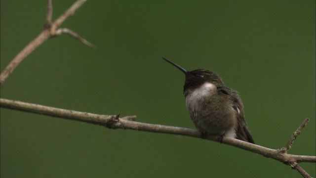 Ruby-throated Hummingbird - ML463542