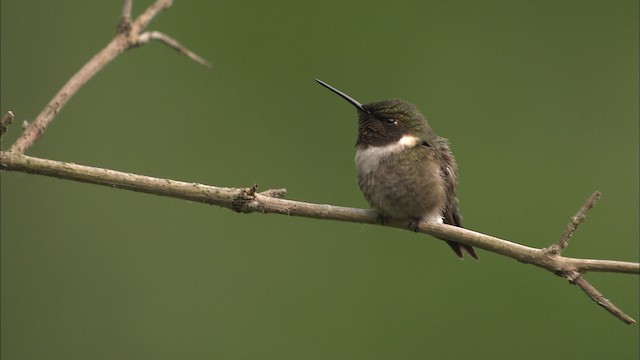 Ruby-throated Hummingbird - ML463544