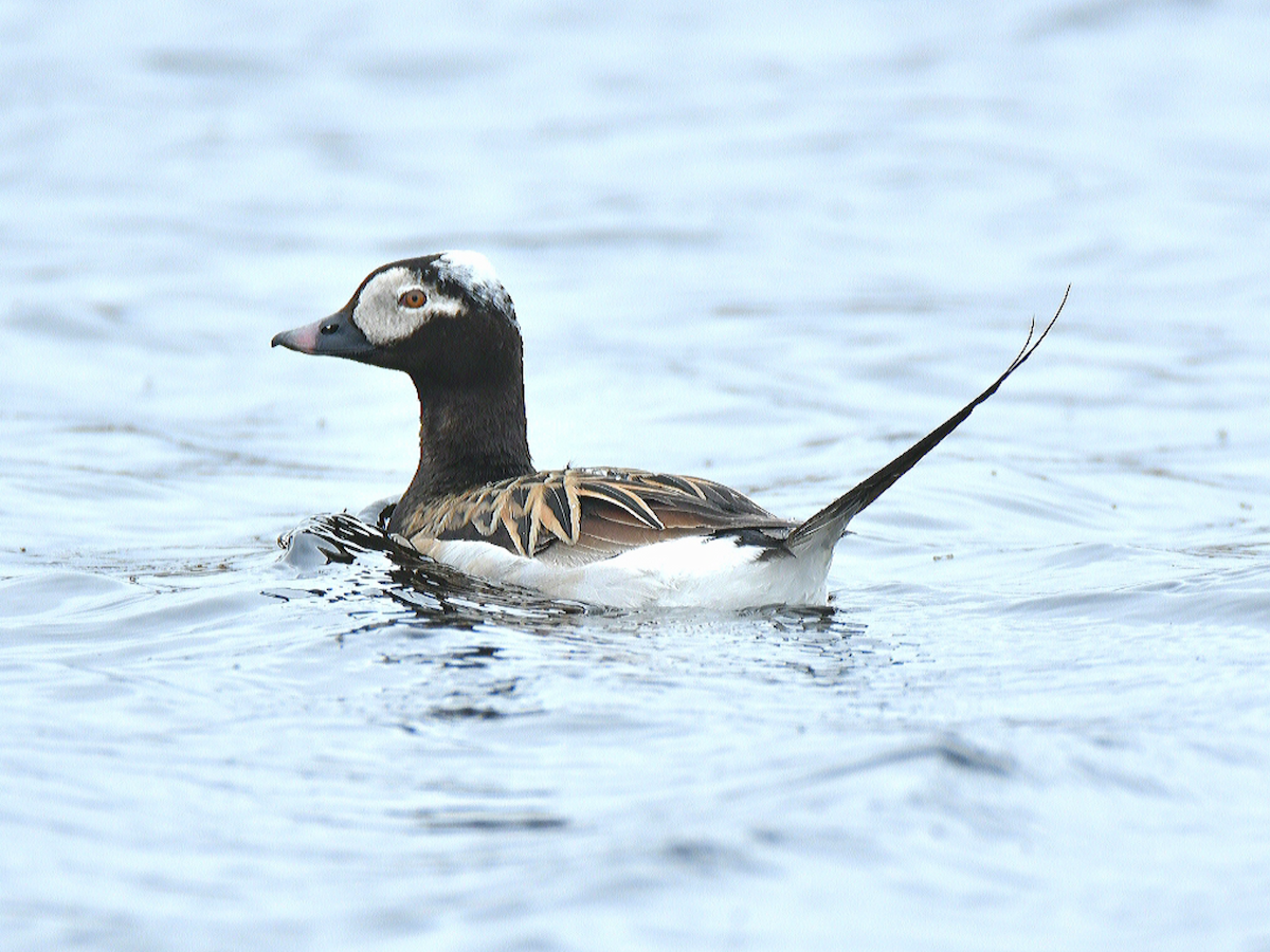 Long-tailed Duck - ML463546501
