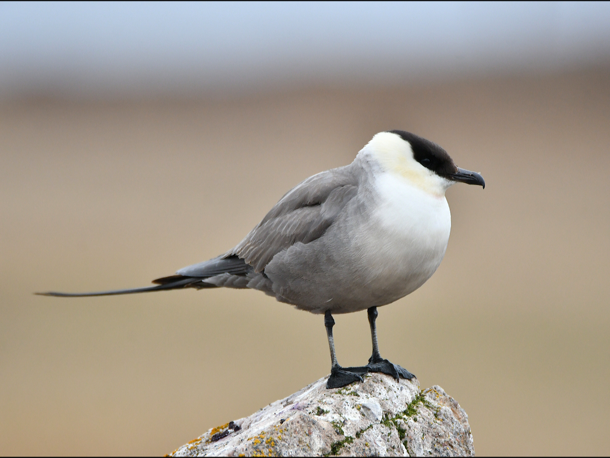 Long-tailed Jaeger - ML463547401