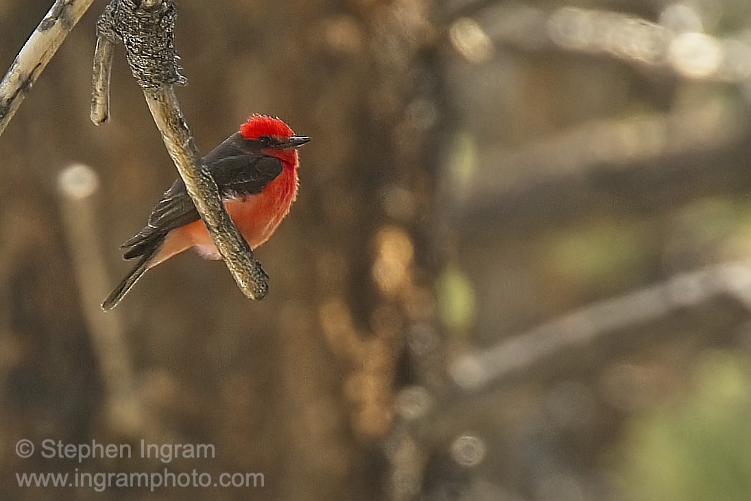 eBird Checklist 28 Jun 2022 Mono Mills 11 species