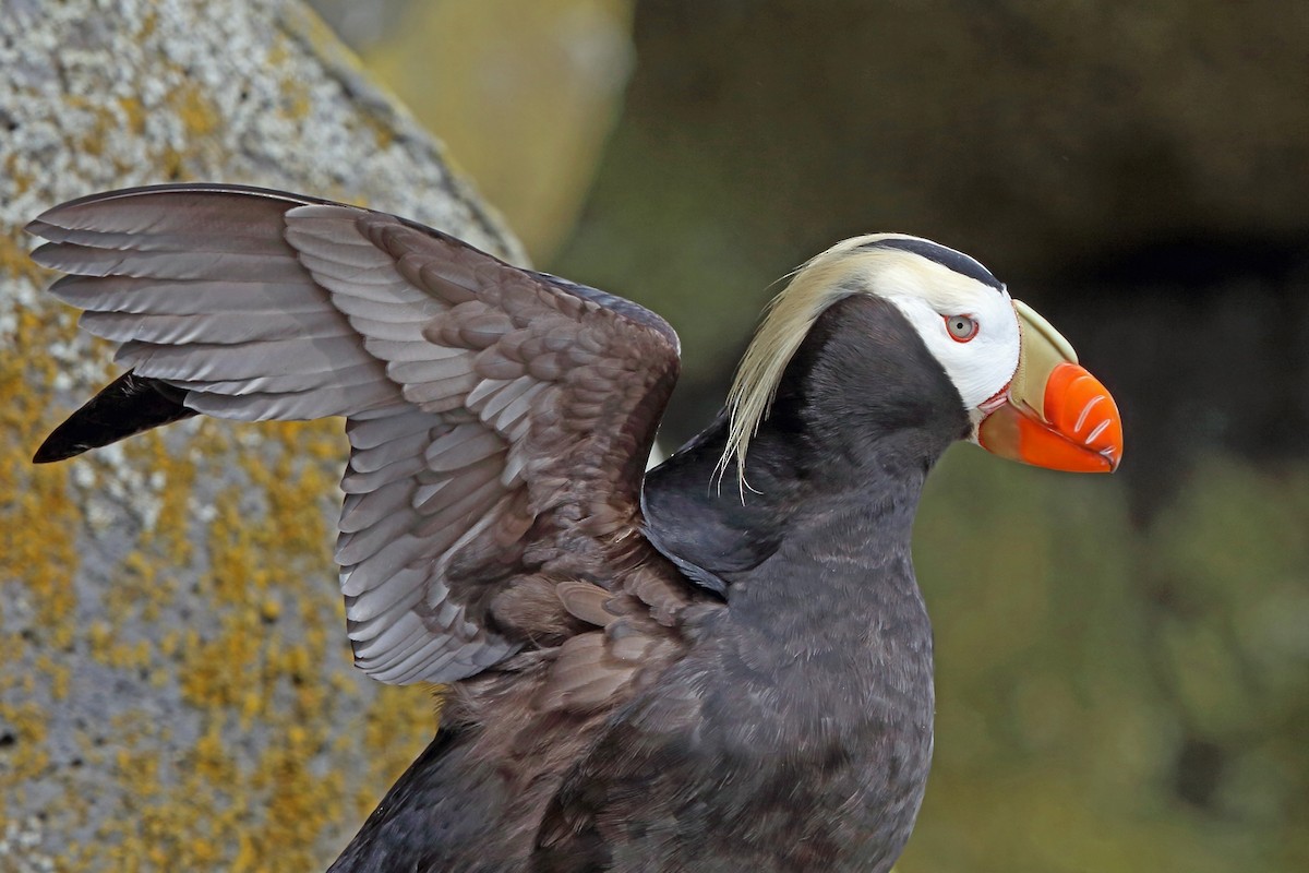 Tufted Puffin - ML46355211