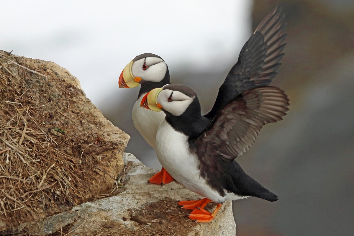 Horned Puffin - ML46355231