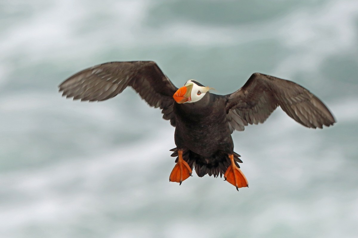 Tufted Puffin - ML46355301