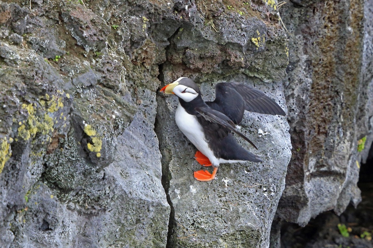 Horned Puffin - ML46355761