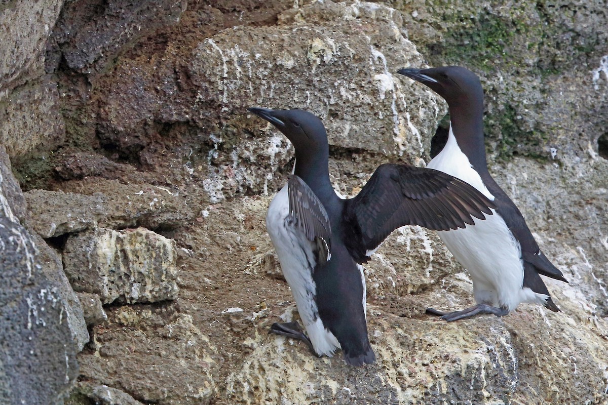 Thick-billed Murre - ML46355781