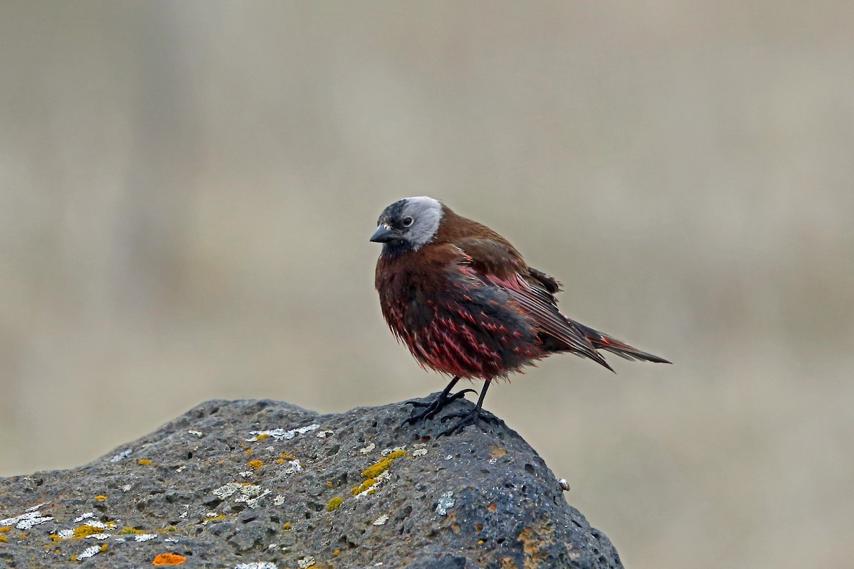 Gray-crowned Rosy-Finch (Pribilof Is.) - ML46355811