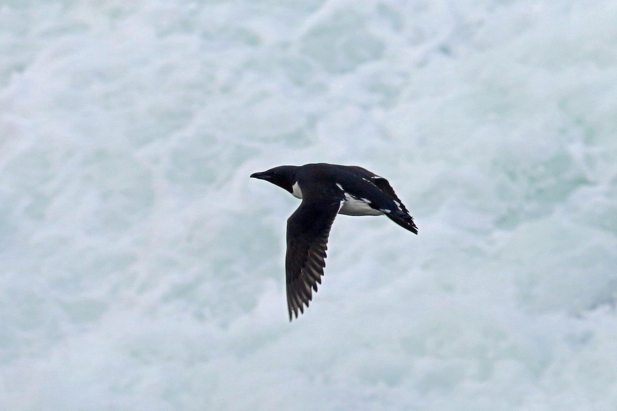Thick-billed Murre - ML46356161