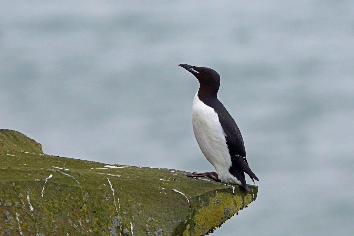 Thick-billed Murre - ML46356171