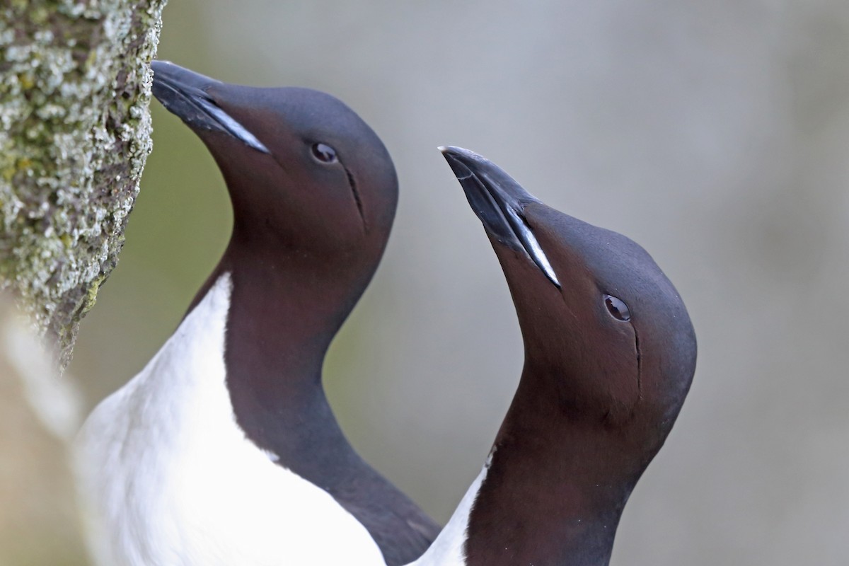 Thick-billed Murre - ML46356181