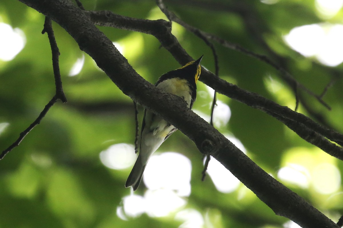 Black-throated Green Warbler - ML463564231