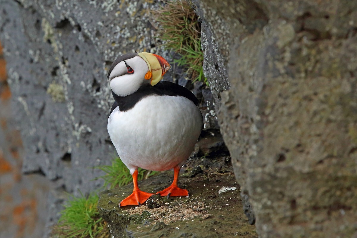 Horned Puffin - ML46356451