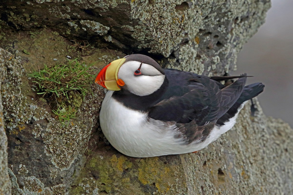 Horned Puffin - ML46356461