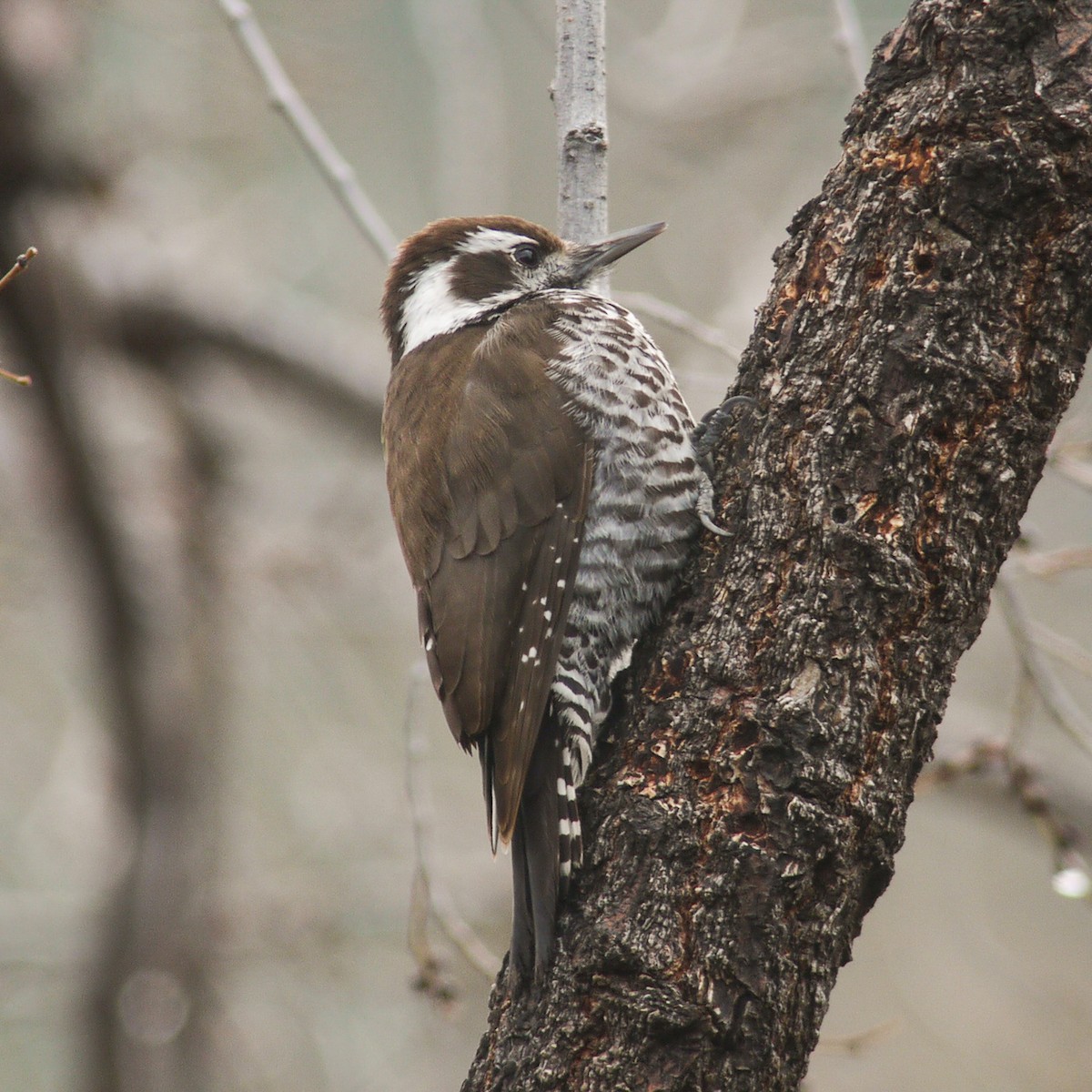 Arizona Woodpecker - Dale Bonk