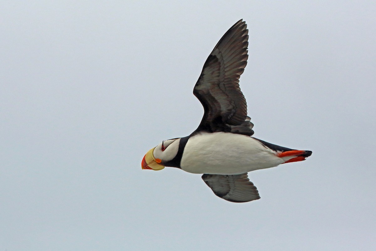 Horned Puffin - ML46356941