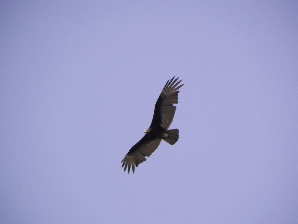 Lesser Yellow-headed Vulture - Helbert Noventa