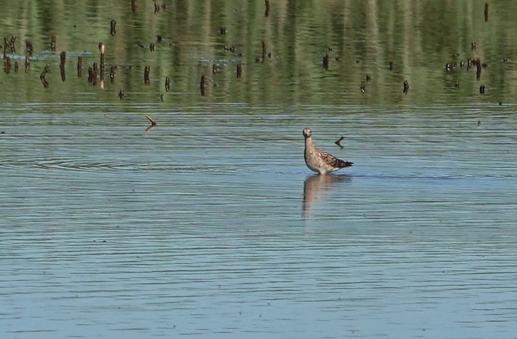 New Jersey EBird Checklist - 29 Jun 2022 - Edwin B. Forsythe NWR ...