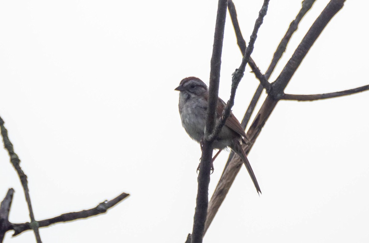 Swamp Sparrow - ML463575071
