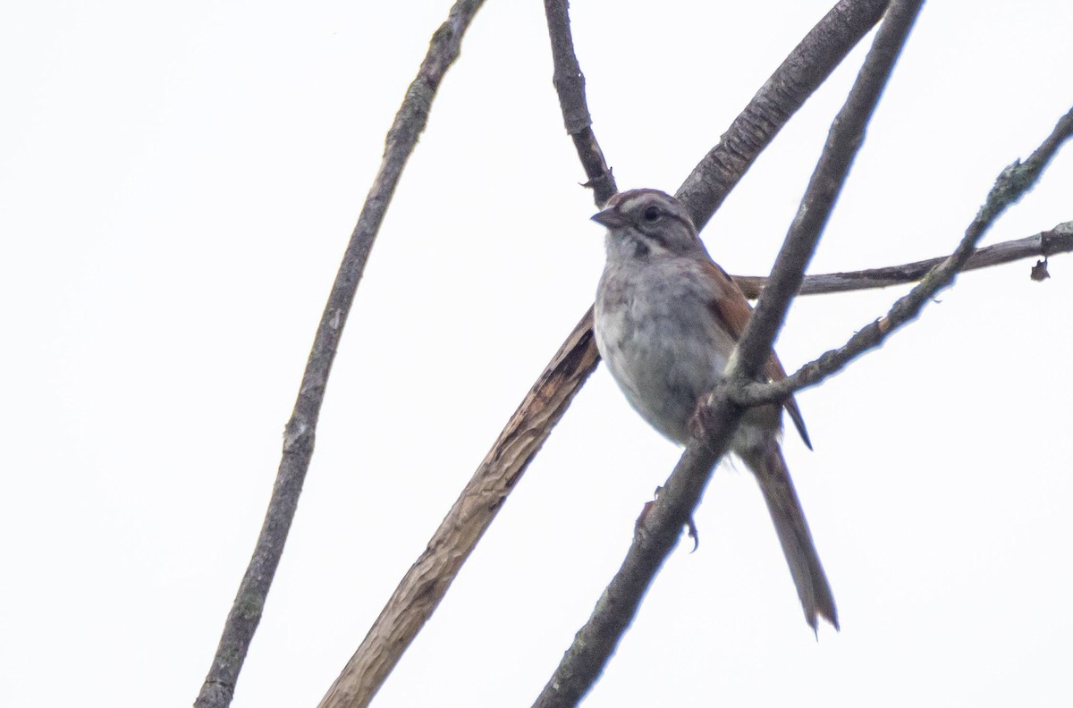 Swamp Sparrow - ML463575081