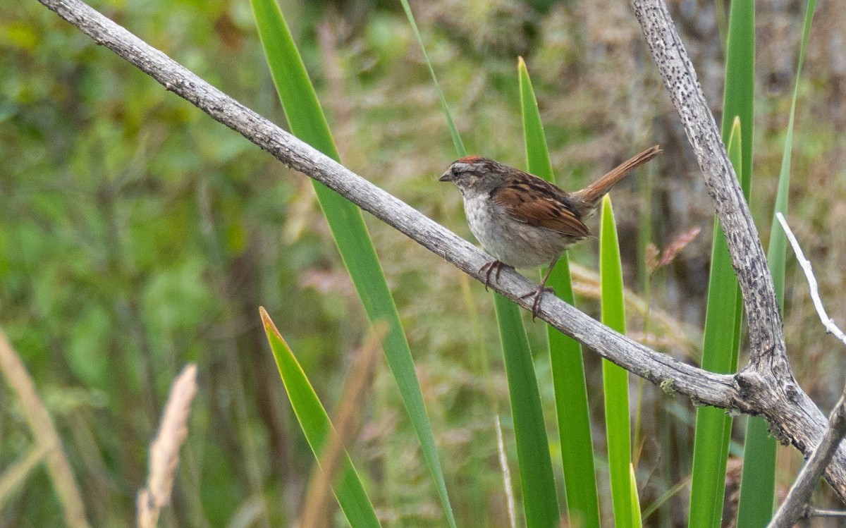 Swamp Sparrow - ML463575101
