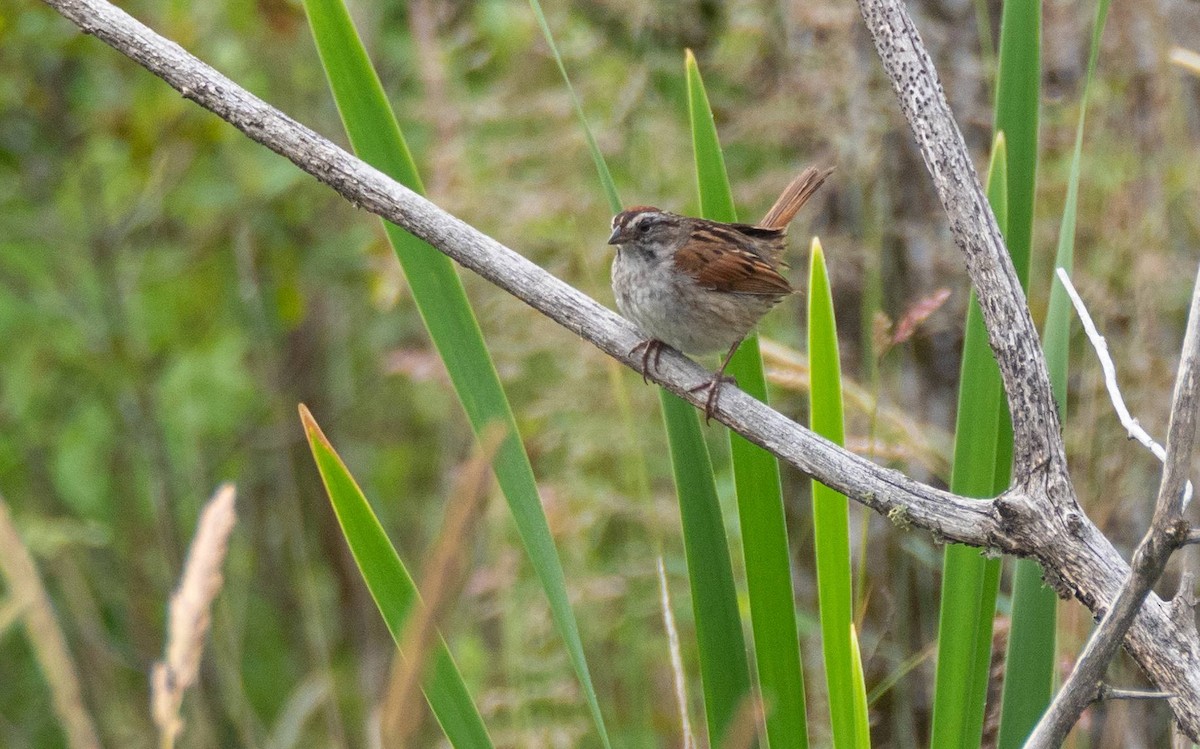 Swamp Sparrow - ML463575111