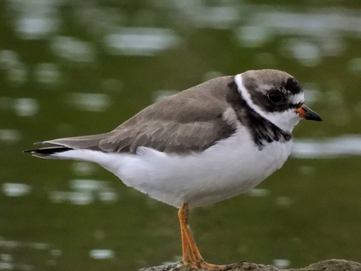 Semipalmated Plover - ML463582161