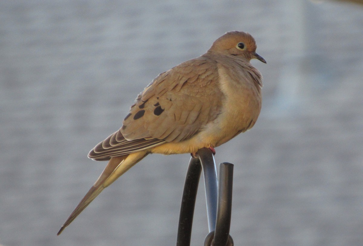 Mourning Dove - Judy Behrens