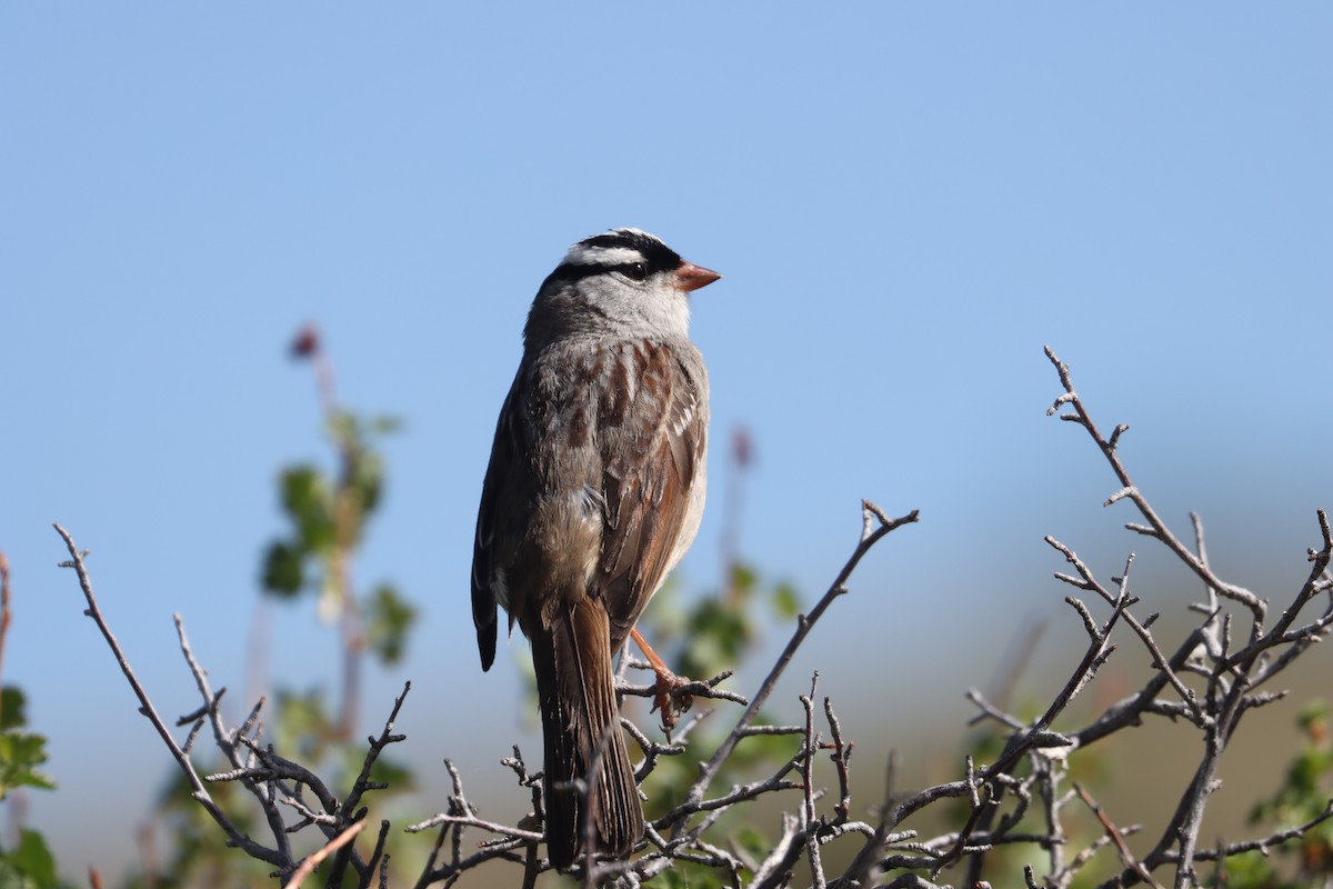 White-crowned Sparrow (oriantha) - ML463584091
