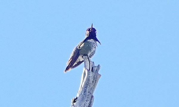 Costa's Hummingbird - ML463584201