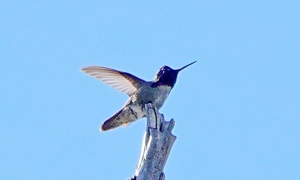 Costa's Hummingbird - ML463584211