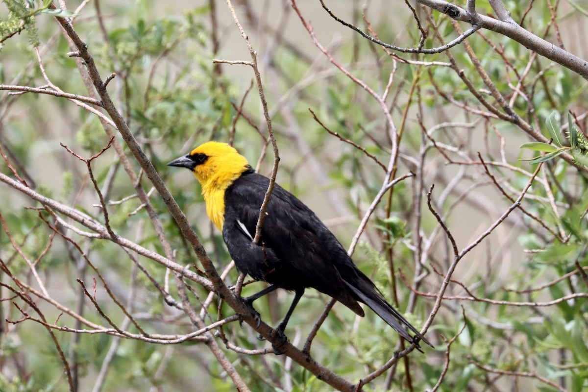 Yellow-headed Blackbird - ML463584241