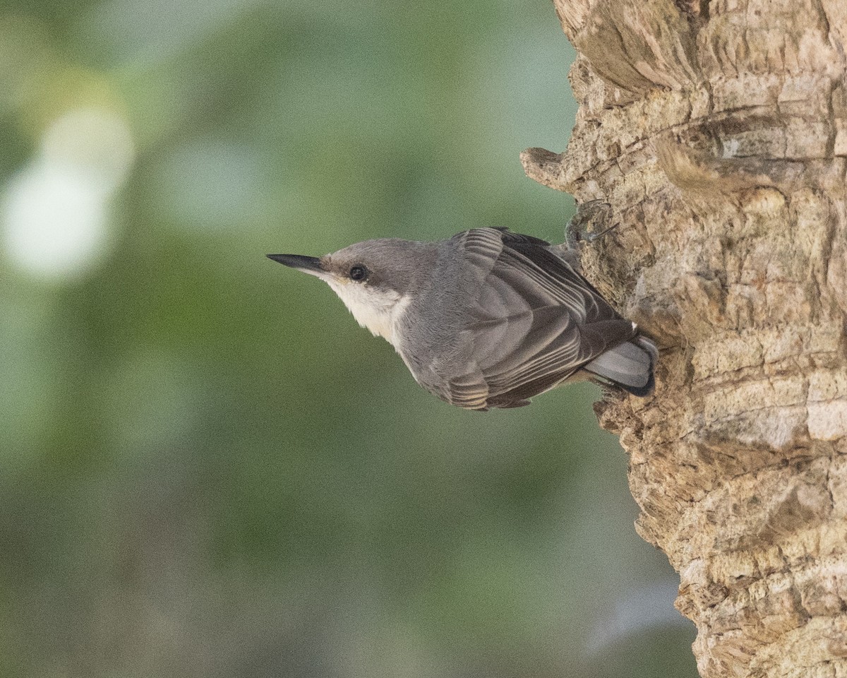 Brown-headed Nuthatch - ML463586521