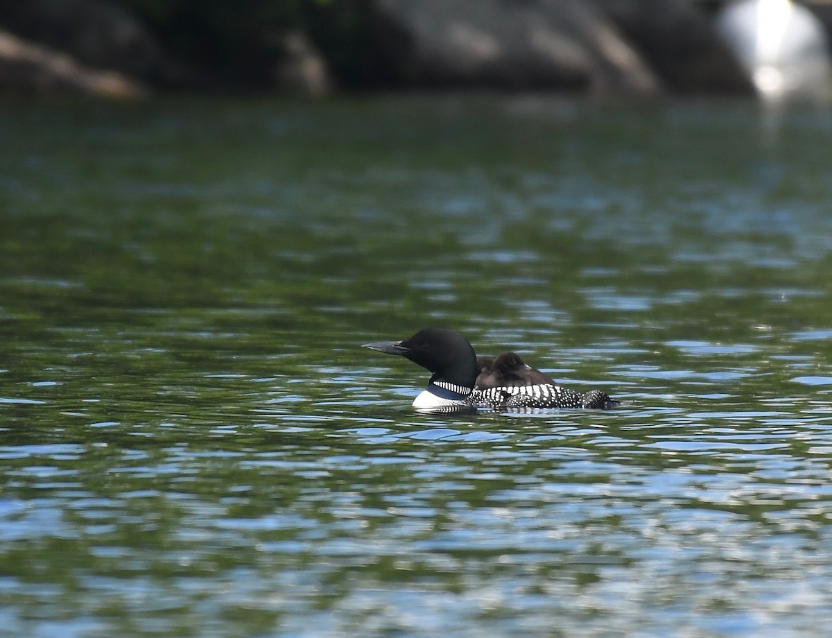 Common Loon - Peter Paul