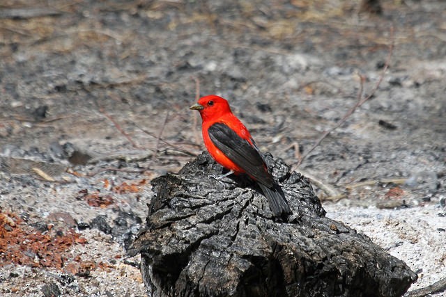 Scarlet Tanager - ML46359471