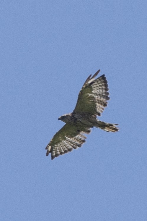 Broad-winged Hawk - ML463594771