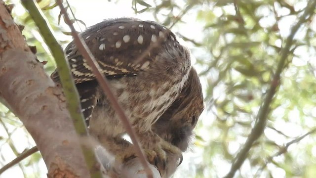 Peruvian Pygmy-Owl - ML463595761